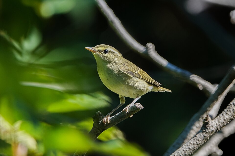 Kamchatka Leaf Warbler