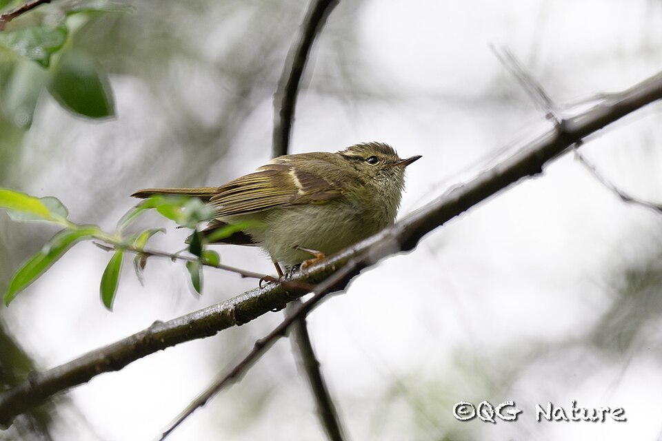 Sichuan Leaf Warbler