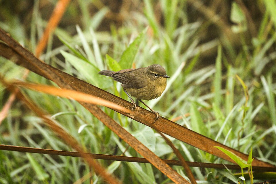 Smoky Warbler