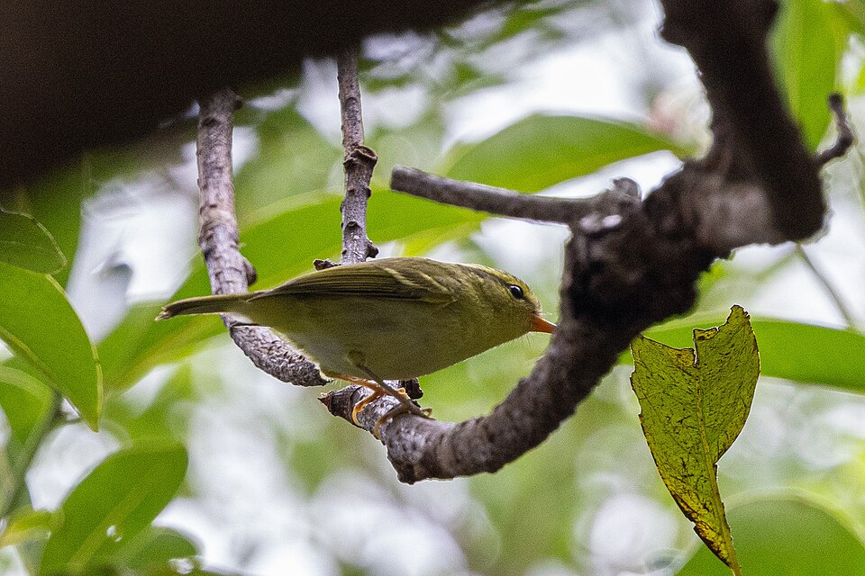Hartert's Leaf Warbler