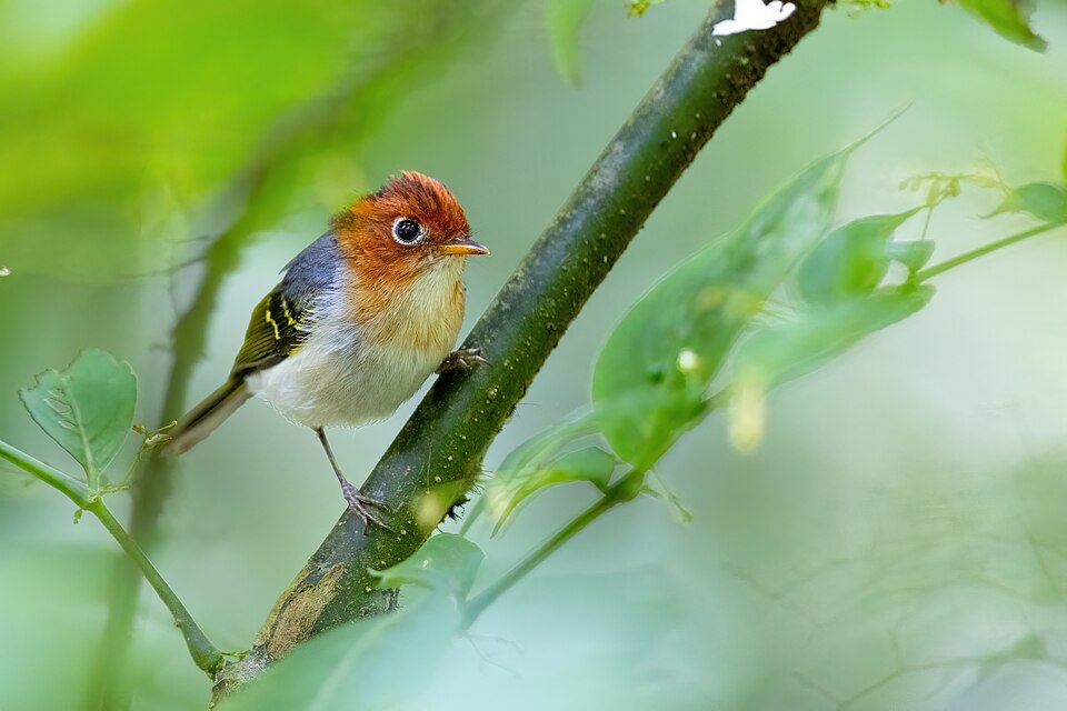 Sunda Warbler