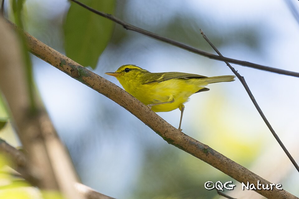 Hainan Leaf Warbler