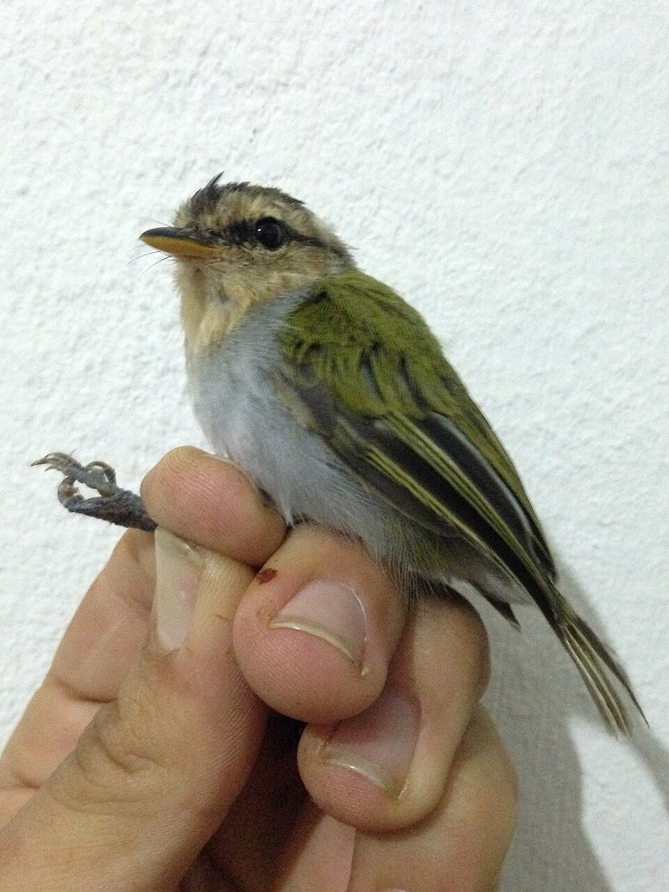 Black-capped Woodland Warbler