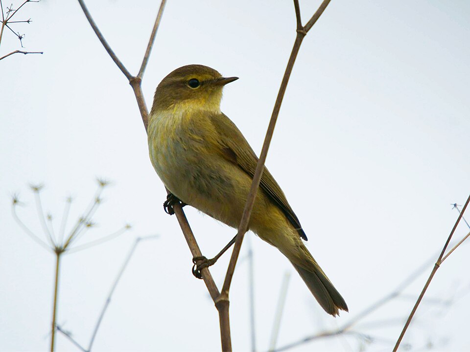 Iberian Chiffchaff