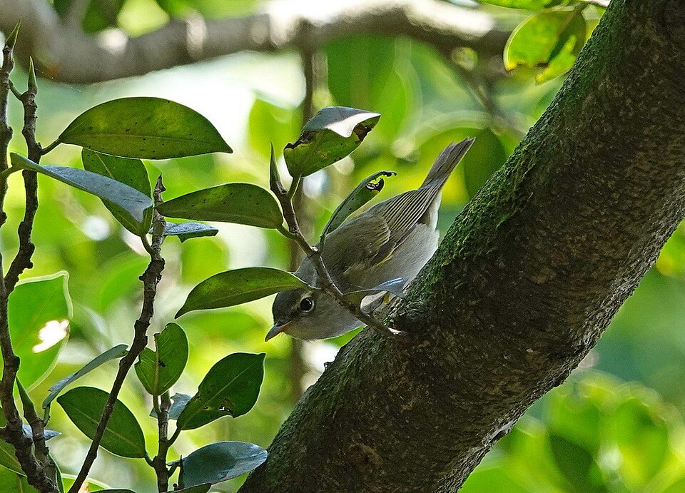 Ijima's Leaf Warbler