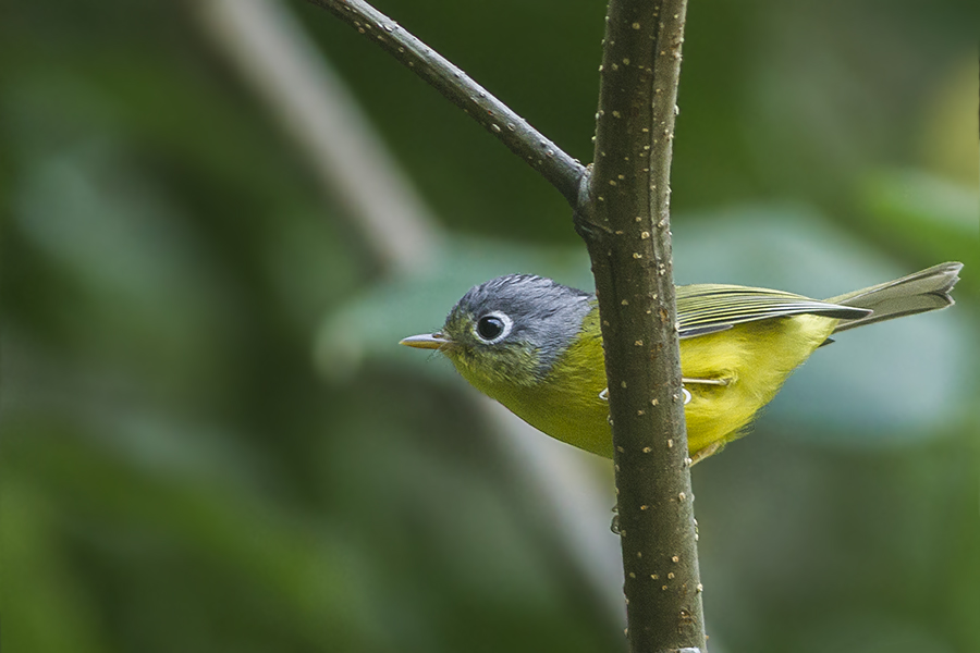 White-spectacled Warbler