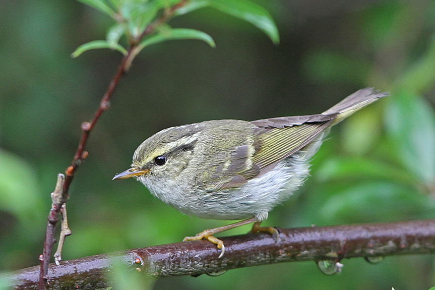 Gansu Leaf Warbler
