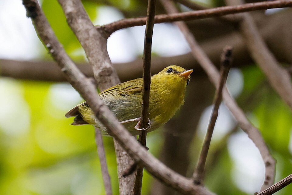 Laura's Woodland Warbler