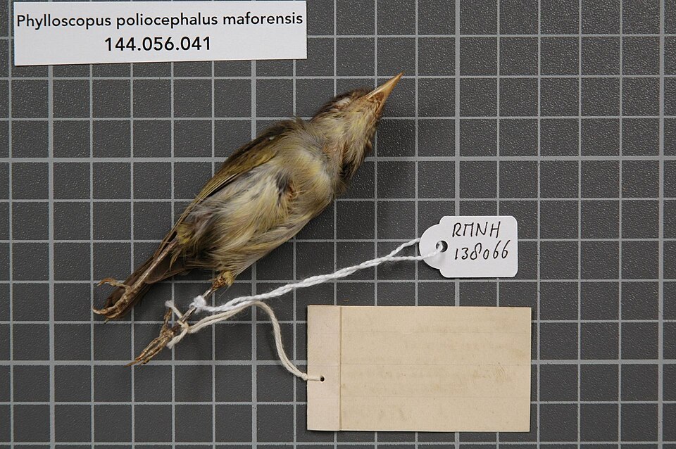 Numfor Leaf Warbler