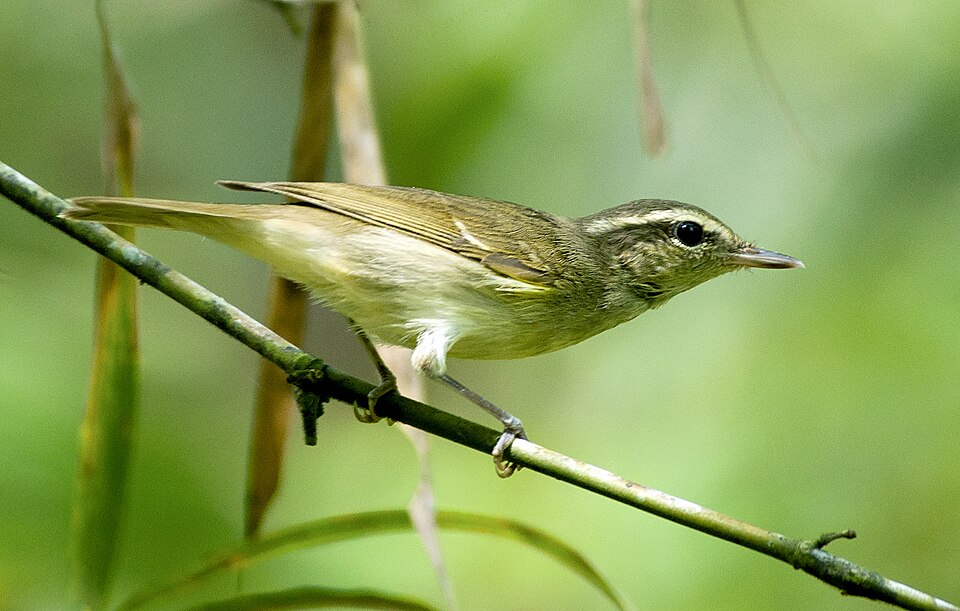 Large-billed Leaf Warbler