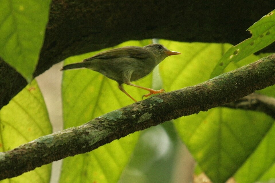 Biak Leaf Warbler