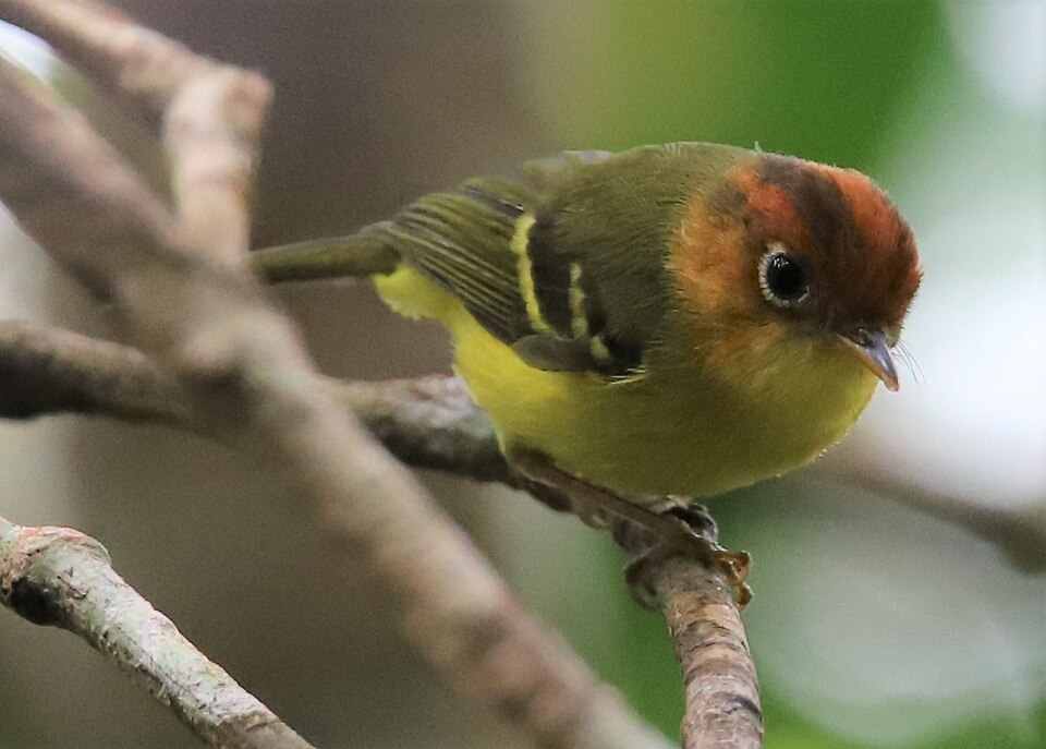 Yellow-breasted Warbler
