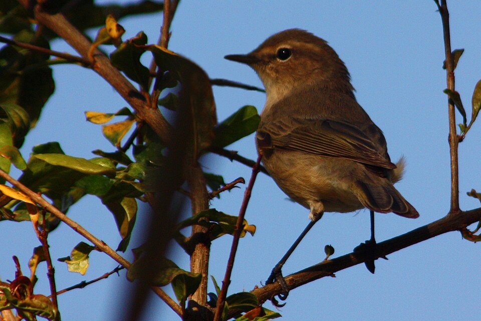 Plain Leaf Warbler