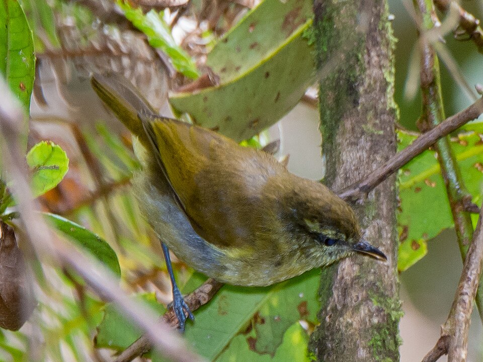 Sulawesi Leaf Warbler
