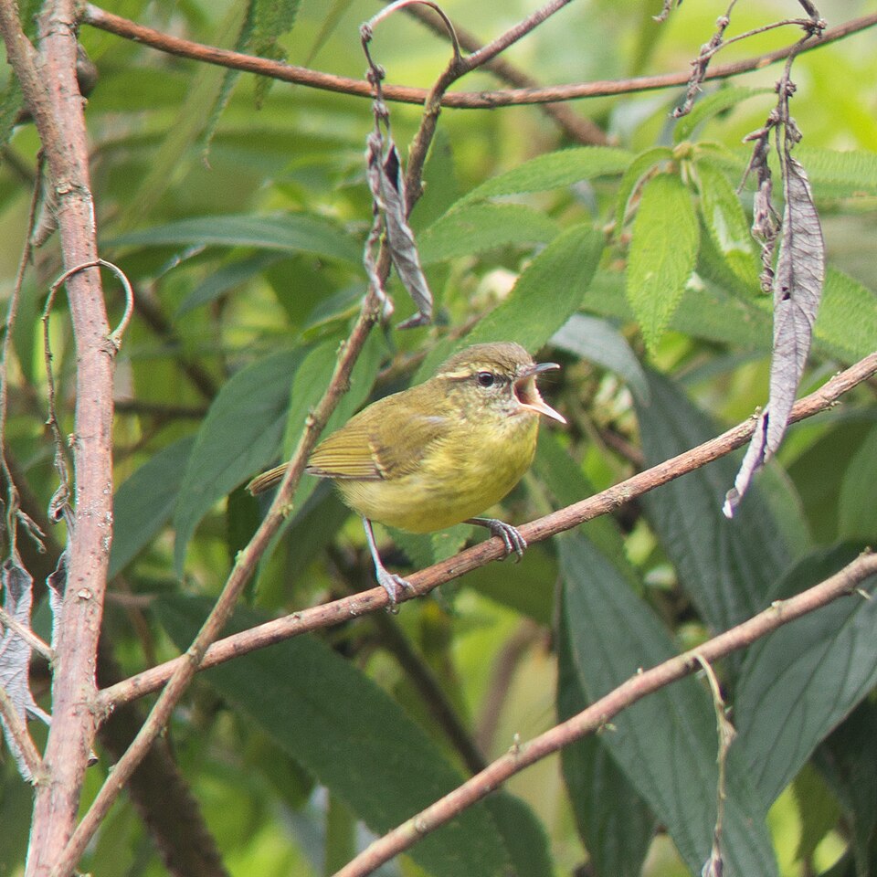 Negros Leaf Warbler