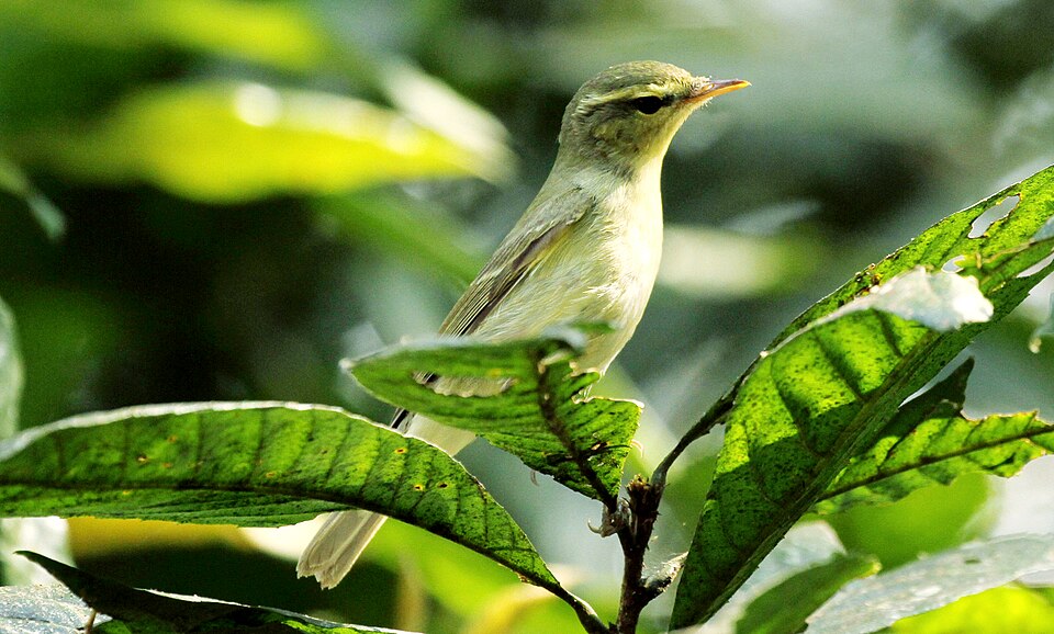 Green Warbler
