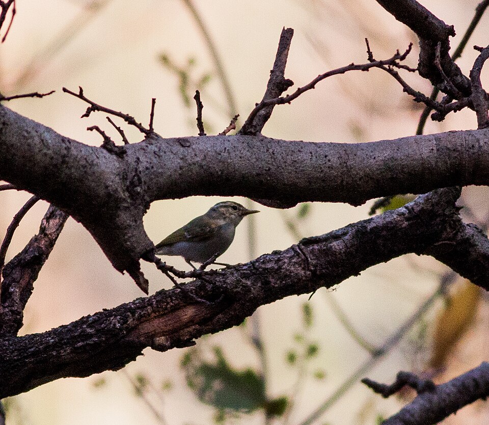 Western Crowned Warbler