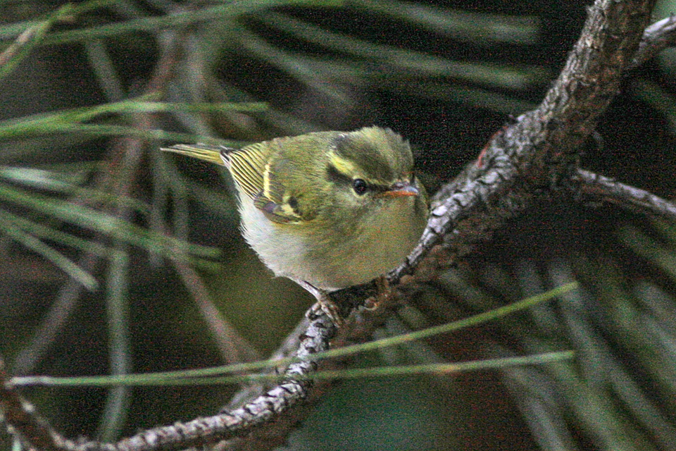 Kloss's Leaf Warbler