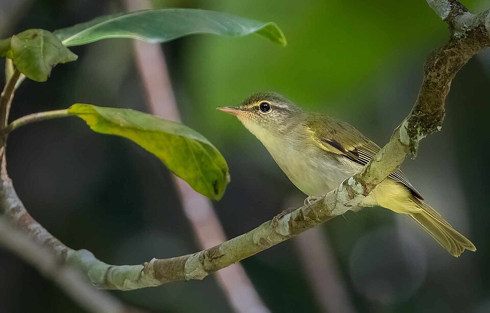 Philippine Leaf Warbler