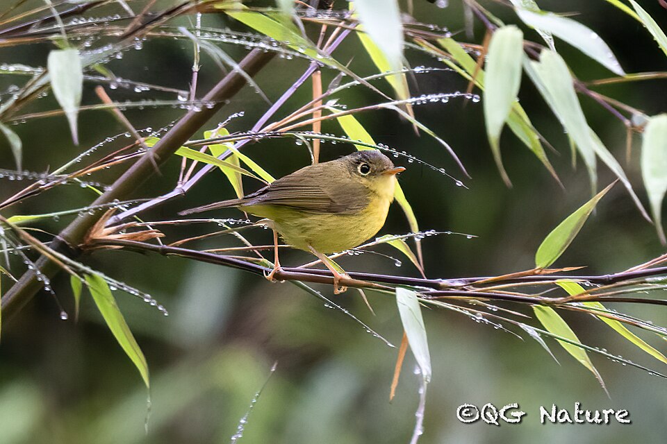 Martens's Warbler