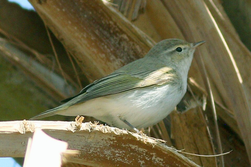 Eastern Bonelli's Warbler