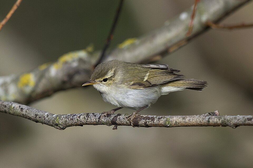 Two-barred Warbler