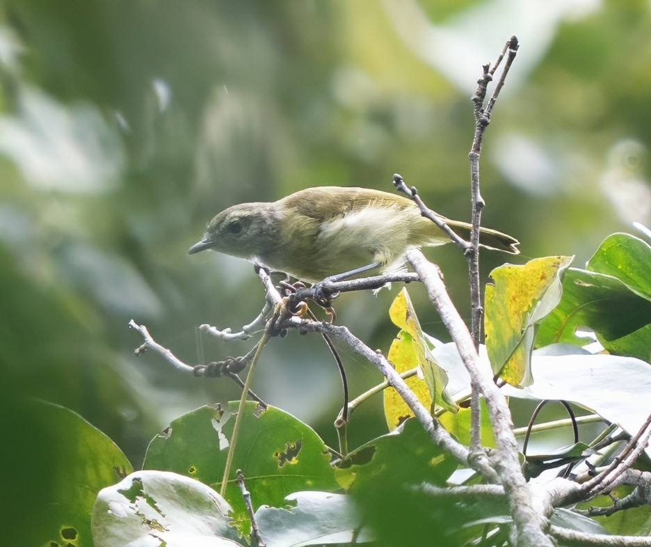 Island Leaf Warbler