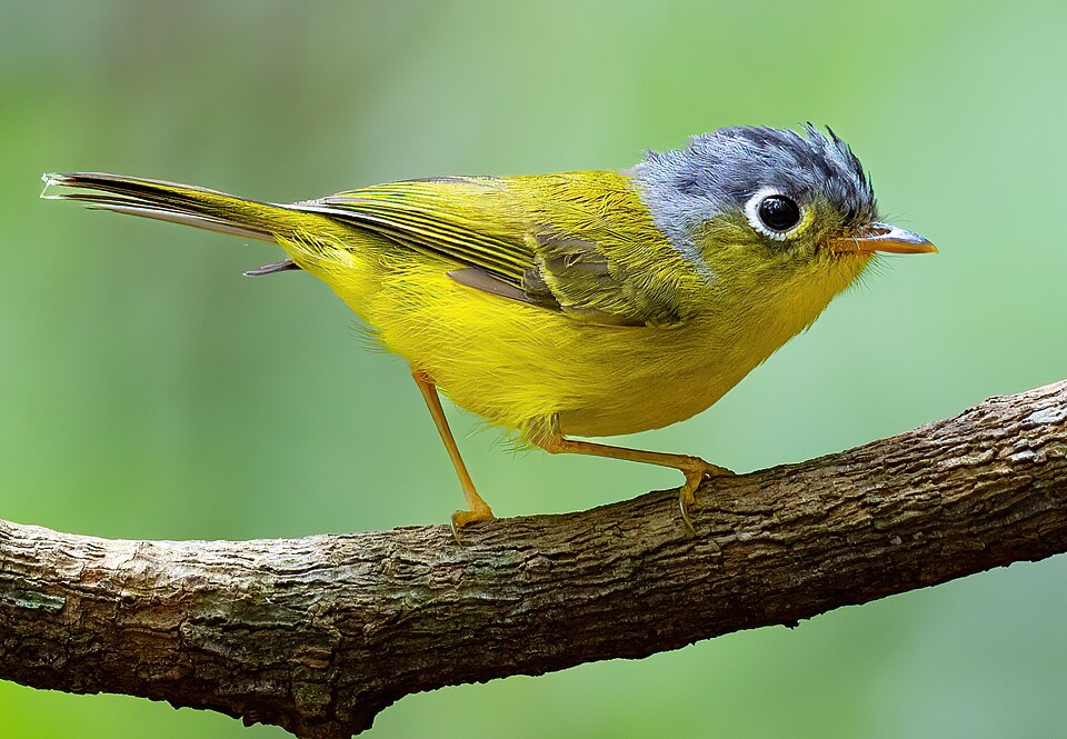 Grey-cheeked Warbler