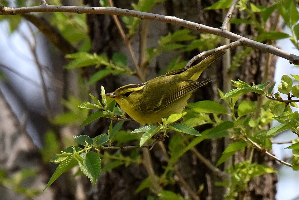 Sulphur-breasted Warbler