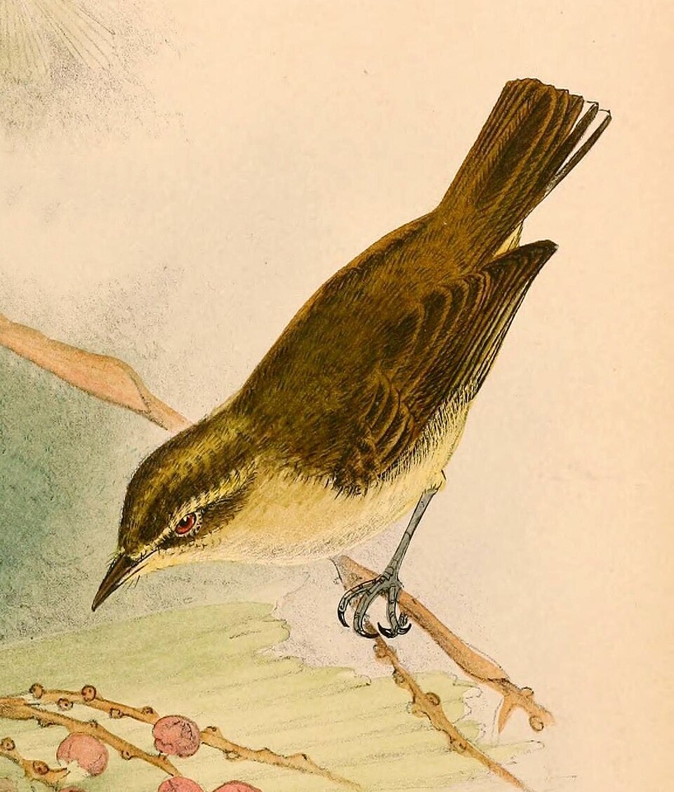 Lompobattang Leaf Warbler
