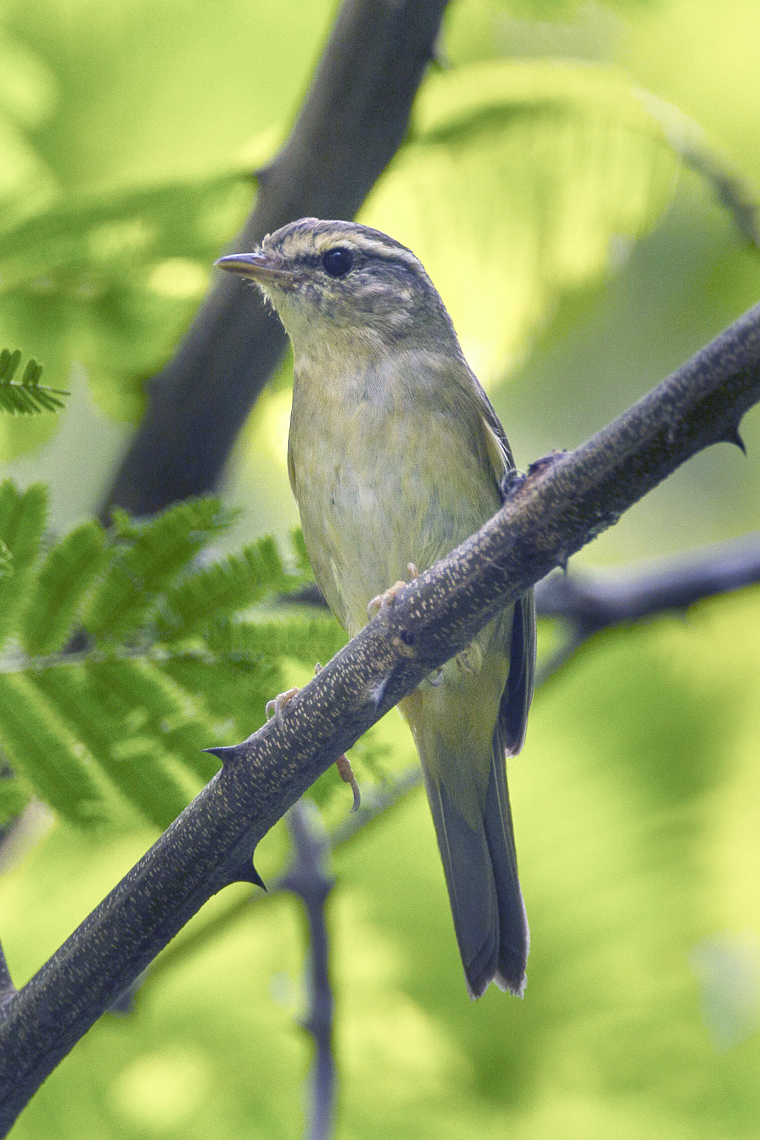 Radde's Warbler