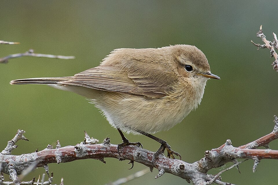 Mountain Chiffchaff