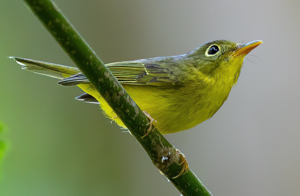 Alström's Warbler