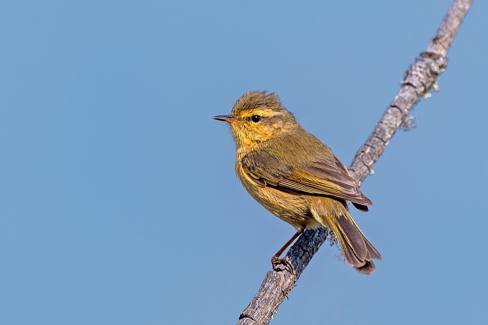 Buff-throated Warbler