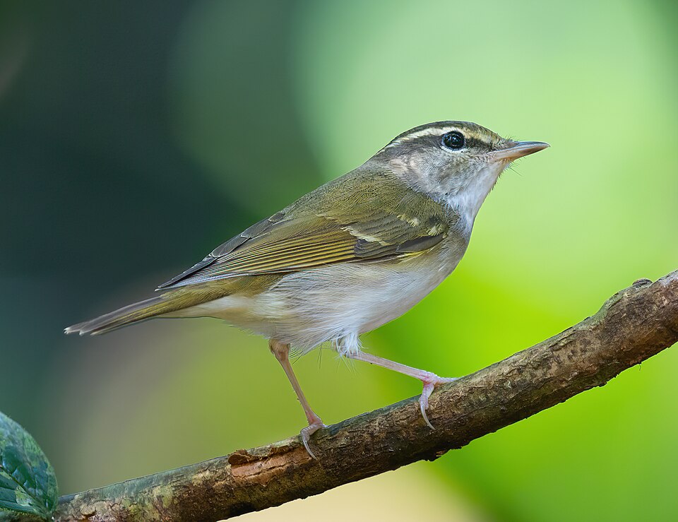 Pale-legged Leaf Warbler