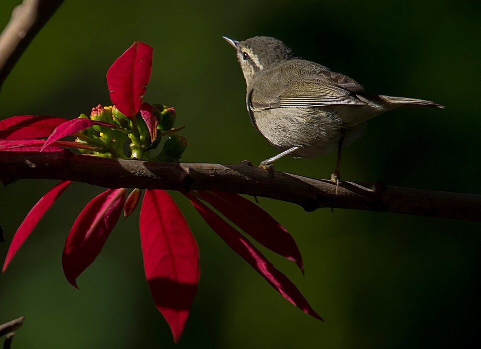 Tytler's Leaf Warbler