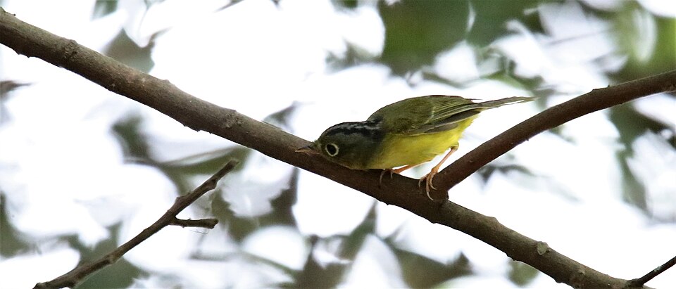 Bianchi's Warbler