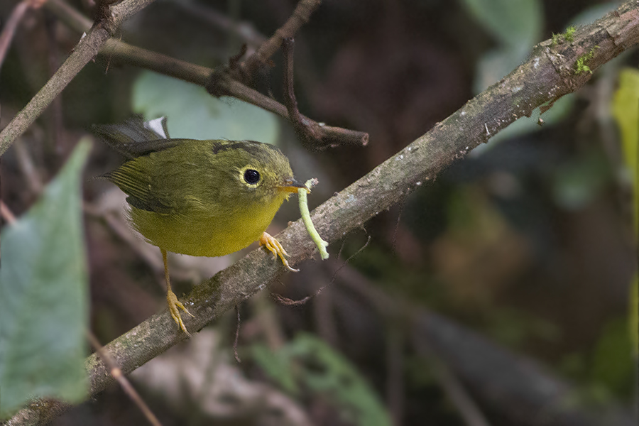 Whistler's Warbler
