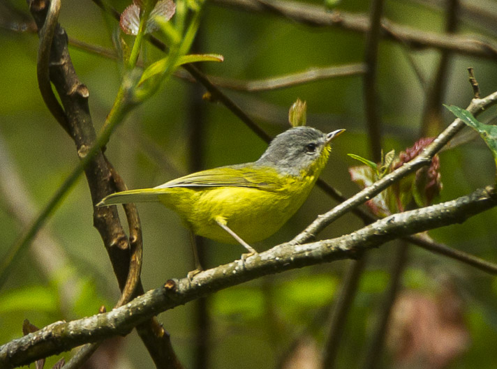 Grey-hooded Warbler