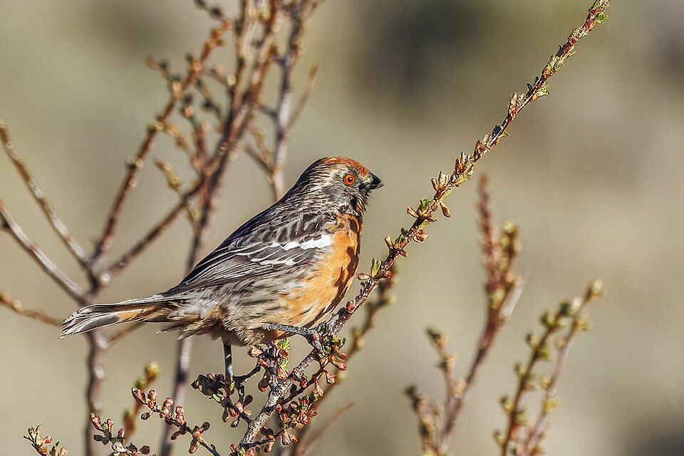 Rufous-tailed Plantcutter