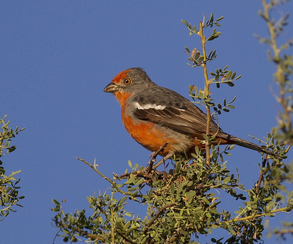 White-tipped Plantcutter