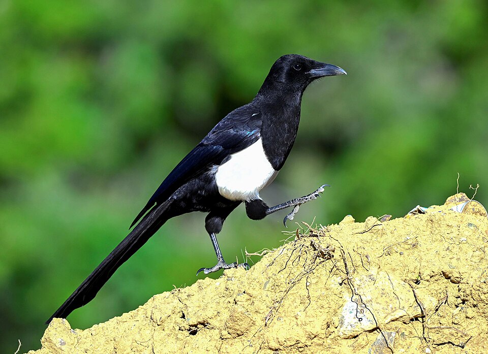 Asir Magpie
