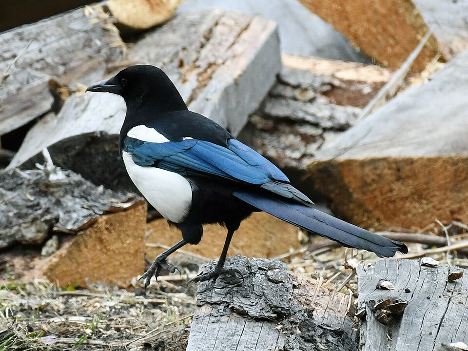 Black-rumped Magpie