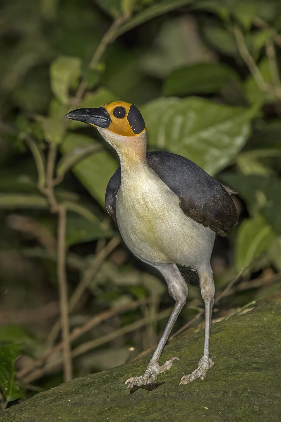 White-necked Rockfowl