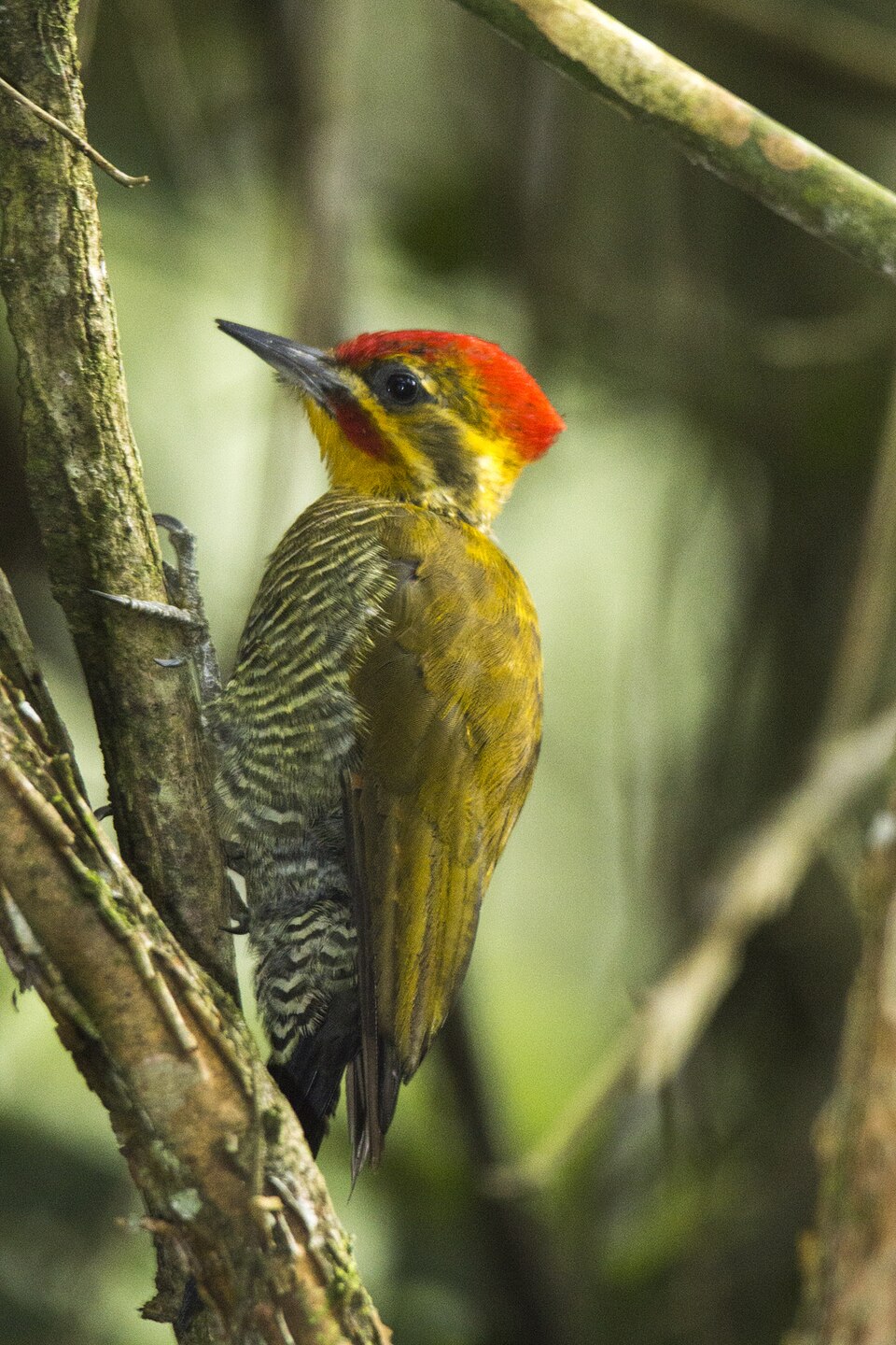 Yellow-browed Woodpecker