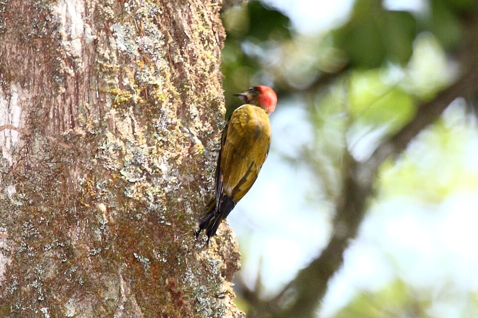 Stripe-cheeked Woodpecker