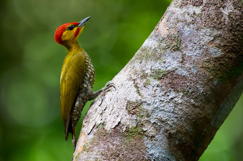 Yellow-throated Woodpecker