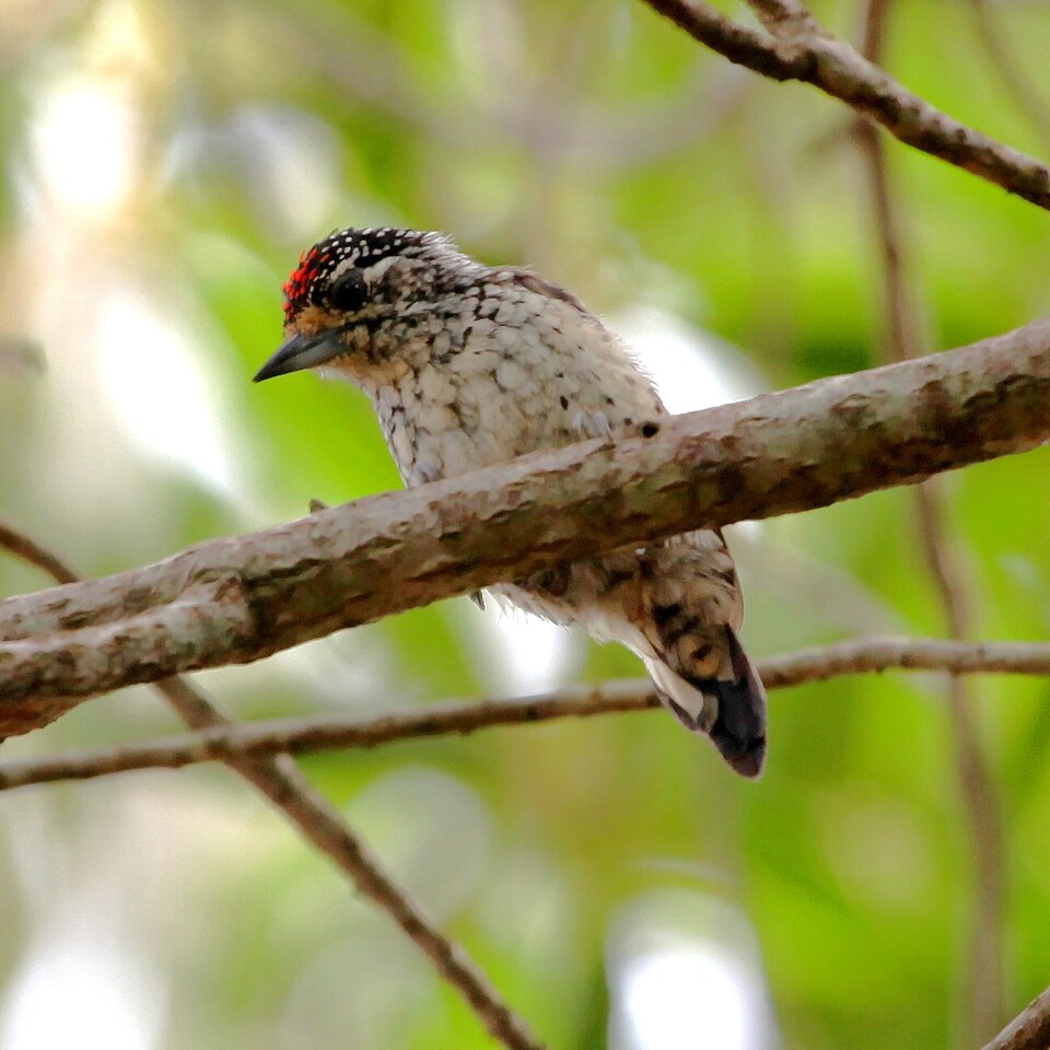 White-wedged Piculet