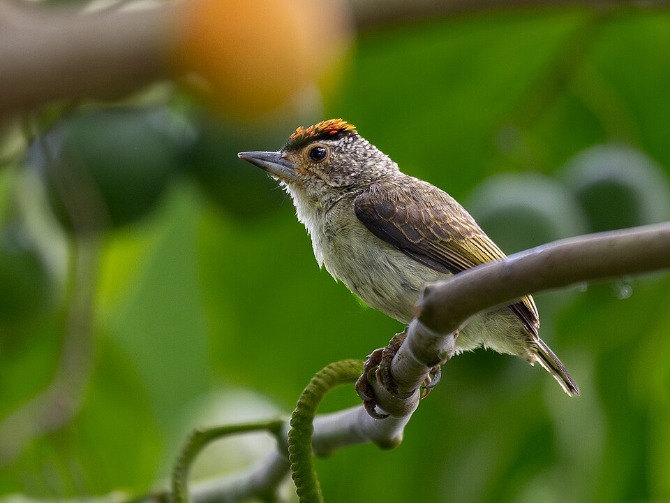 Plain-breasted Piculet