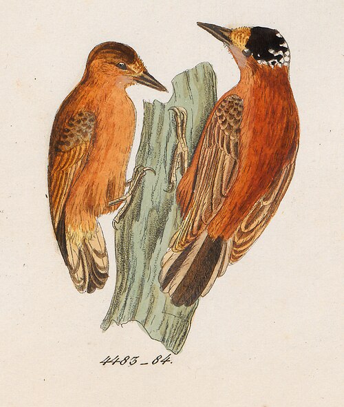 Chestnut Piculet